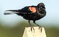 Red-wing Blackbird-1